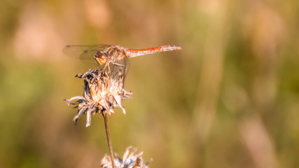 Macro of dragonfly on branch