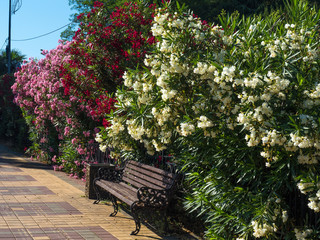 Lush bushes with flowers in the city streets