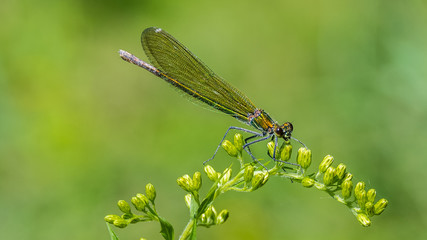 Macro of dragonfly on branch