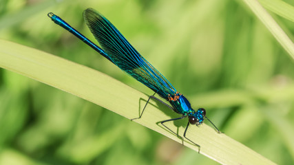 Macro of dragonfly on leaf