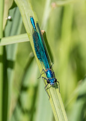 Macro of dragonfly on leaf