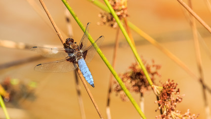 Macro of dragonfly on branch