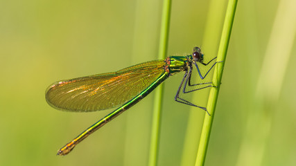 Macro of dragonfly on branch
