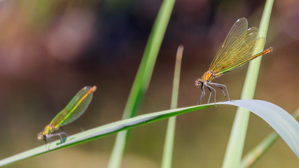 Macro of dragonfly on leaf