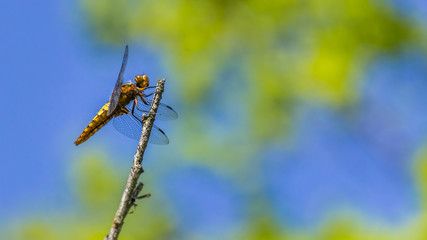 Macro of dragonfly on branch