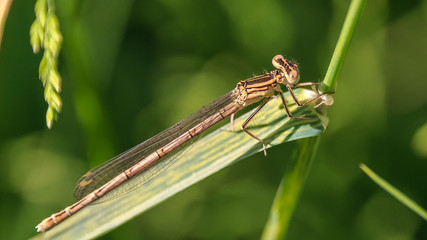 Macro of dragonfly on leaf