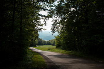 Obraz premium foreshortening of a beautiful french forest
