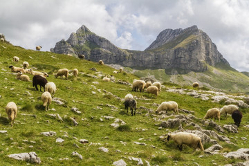 Beautiful landscape in Montenegro with fresh grass and beautiful peaks. Durmitor National Park in Montenegro part of Dinaric Alps. 