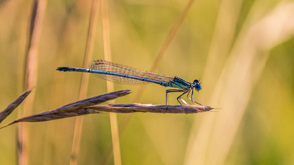 Macro of dragonfly on branch