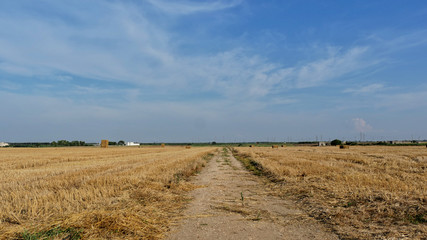 Fototapeta premium agricultural field with blue sky