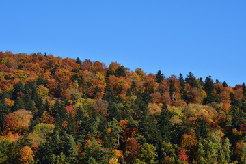 Fototapeta premium nature trees in autumn colored in color