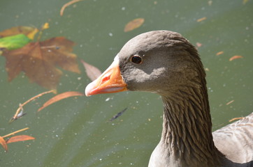 Pato