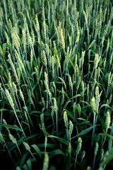 Fototapeta na wymiar Green wheats corn
