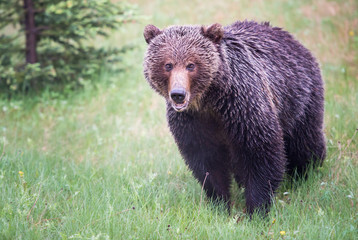 Grizzly bear