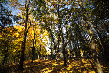 City park with yellow foliage against the blue sky