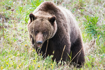 Fototapeta premium Grizzly bear