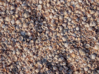 Shells on the beach. Fragment of a shell beach close-up.  Abstract summer background.