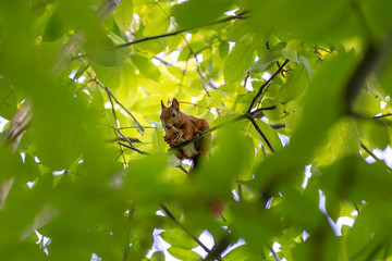 Eichhörnchen © Marlon Bönisch