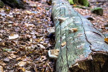 Fallen tree in the forest