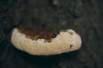 A fairytale beetle sitting on a mushroom