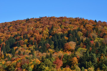 view of colorful trees and leaves in autumn