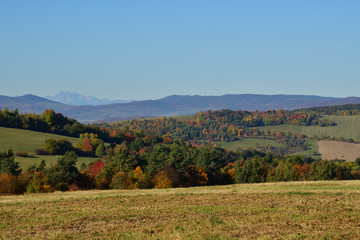 view of colorful trees and leaves in autumn