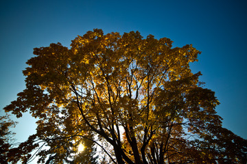 Crown of yellow autumn trees in the sun
