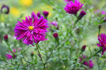 Obraz premium beautiful crimson (purple) alpine asters, bright colors of autumn