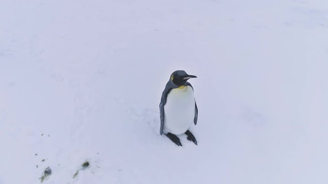 Close-up King penguin in Antarctica. Lone standing wild animal bird among snow covered surface of Antarctic continent. White polar landscape. Wildlife. Permafrost. 4k footage.