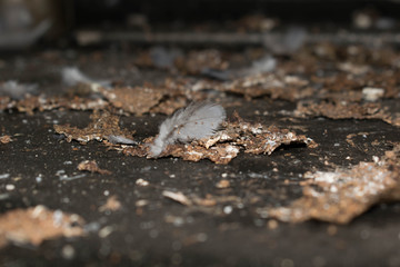 Light colored bird feathers lie on the floor for background design