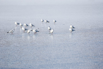Fototapeta premium Tauben auf der geschlossenen Eisdecke eines Sees / Pigeons on the closed ice cover of a lake 