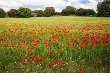 Campo de amapolas © imageblock