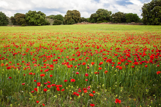 Campo de amapolas