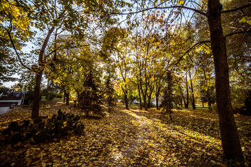 Naklejka premium City park with yellow foliage against the blue sky