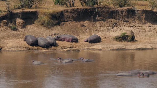 Hippos Sleeping On The Banks And In The Water Of The Mara River In Africa