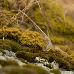 Close up of moss on a rock