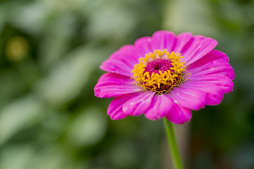 Close up photo of zinnia - beautiful flower.