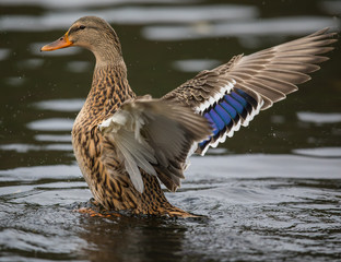 Of course I can dance!
