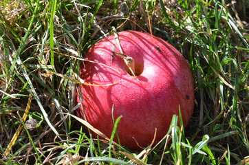 Roter frischer Apfel