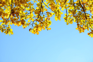 Beautiful colorful leaves in autumn forest. Red, orange, yellow, green and brown autumn leaves. Oak foliage. Seasonal background