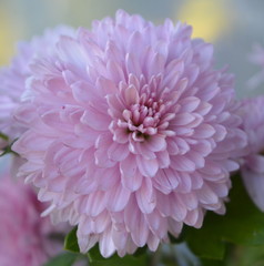 beautiful floral composition, delicate lilac chrysanthemum flower