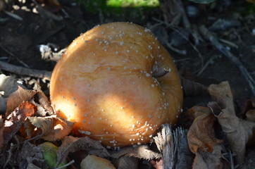 Alter fauler apfel