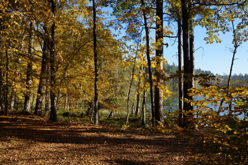 Jesień  , jesień w lesie