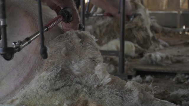 sheep shearing