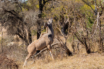 Male Kudu
