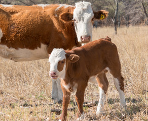 Cow with her calf on a sunny day