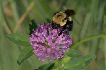 Close-Up of Pink Flowering Plant and a Bee