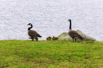 Canada geese Burr Pond state park torrington connecticut