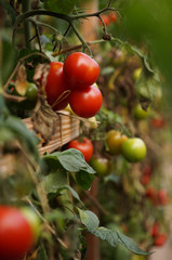 Tomatenbokeh