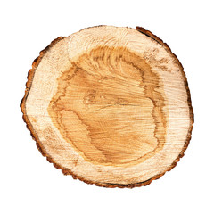 Cross section of tree trunk isolated on white background